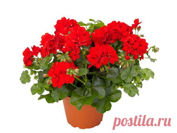 15 полезных комнатных растений / Зеленые друзья