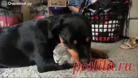 Одноклассники