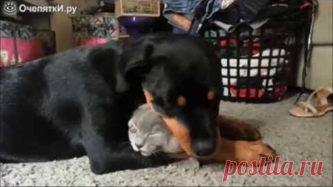 Одноклассники