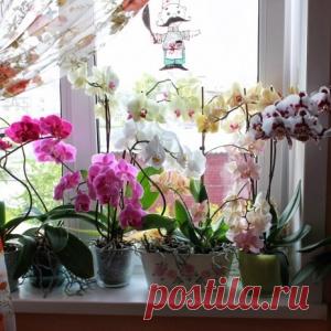 Как превратить 1 орхидею в 100 : секреты рассадки
