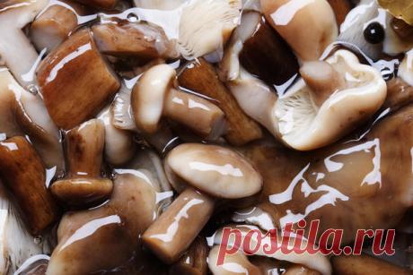 Советы грибников: как выбрать грибы для засолки и 2 способа засолки грибов