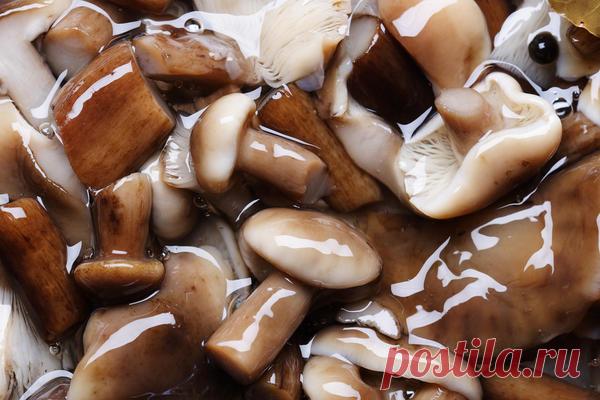 Советы грибников: как выбрать грибы для засолки и 2 способа засолки грибов