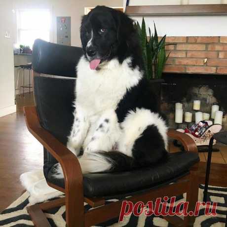 Люди делятся фотографиями своих ньюфаундлендов, и это безумие, насколько они огромны