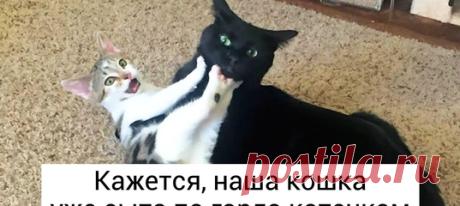 20 искрометных доказательств того, что хозяева двух питомцев живут как на пороховой бочке: