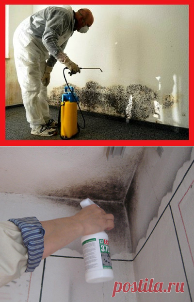Как убрать плесень с обоев и стен под ними?
