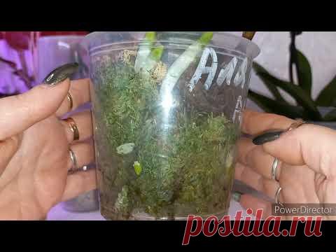 ДОБАВЬ 2 КАПЛИ ОРХИДЕИ 🔥КОРНИ РВУТ ГОРШКИ⚡ЛЕЧЕНИЕ и ПРОФИЛАКТИКА ОРХИДЕИ