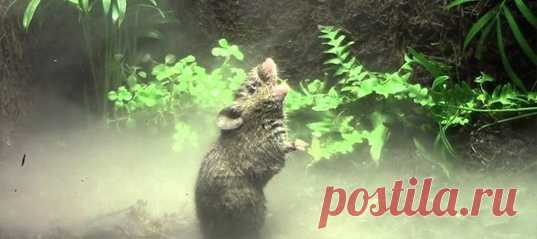 Петь умеют не только люди и птицы, но и мыши. А главное, что их способности, возможно, сумеют принести пользу тяжелобольным людям.