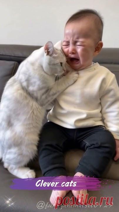 Cats are great helpers for their owners #catlover #foryou #fypage #cutecat #funnycat #funnyamimals