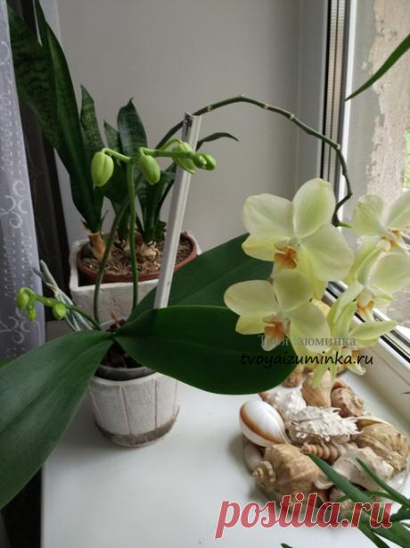 (+1) Как ухаживать за орхидеей фаленопсис, мой опыт