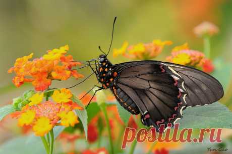 Butterflies &amp; moths! - Google+