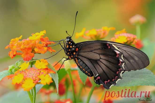Butterflies & moths! - Google+