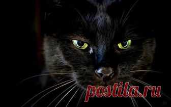 (7) Записки Нежной Ведьмы
Вставная челюсть кота Маркиза

Маркиз родился на два года раньше меня, ещё до Великой Отечественной войны. Когда фашисты сомкнули вокруг города кольцо блокады, кот пропал. Это нас не удивило: город голодал, съедали всё, что летало, ползало, лаяло и мяукало.

Вскоре мы уехали в тыл и вернулись только в 1946 году. Именно в этот год в Ленинград со всех концов России стали завозить котов эшелонами, так как крысы одолели своей наглостью и прожорливость...