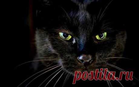 (7) Записки Нежной Ведьмы
Вставная челюсть кота Маркиза

Маркиз родился на два года раньше меня, ещё до Великой Отечественной войны. Когда фашисты сомкнули вокруг города кольцо блокады, кот пропал. Это нас не удивило: город голодал, съедали всё, что летало, ползало, лаяло и мяукало.

Вскоре мы уехали в тыл и вернулись только в 1946 году. Именно в этот год в Ленинград со всех концов России стали завозить котов эшелонами, так как крысы одолели своей наглостью и прожорливость...