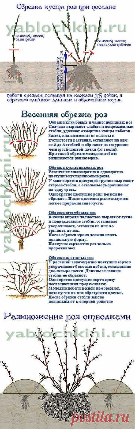 выращиваем розы |