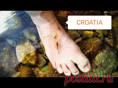 Креветки людоедки Больной мэр и супер трубочист-сезон дождей