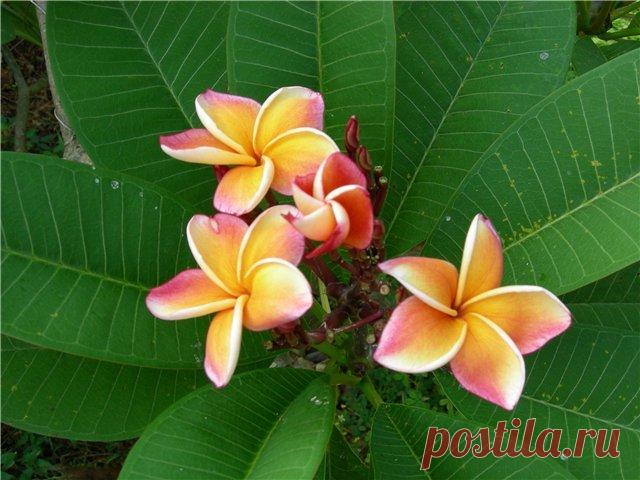 Райский уголок » Прикольные картинки, видео приколы, демотиваторы, смешные фото приколы и анекдоты