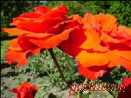 Al Bano & Romina Power "LIBERTA" - YouTube