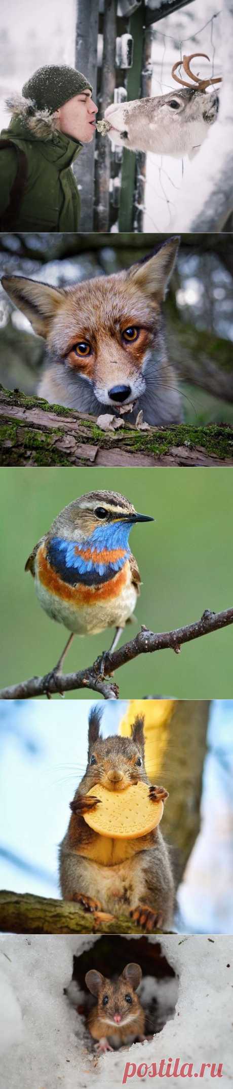 Прекрасные фотографии диких животных от заклинателя белок и не только