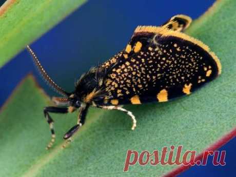 Мешочница Cebysa leucotelus