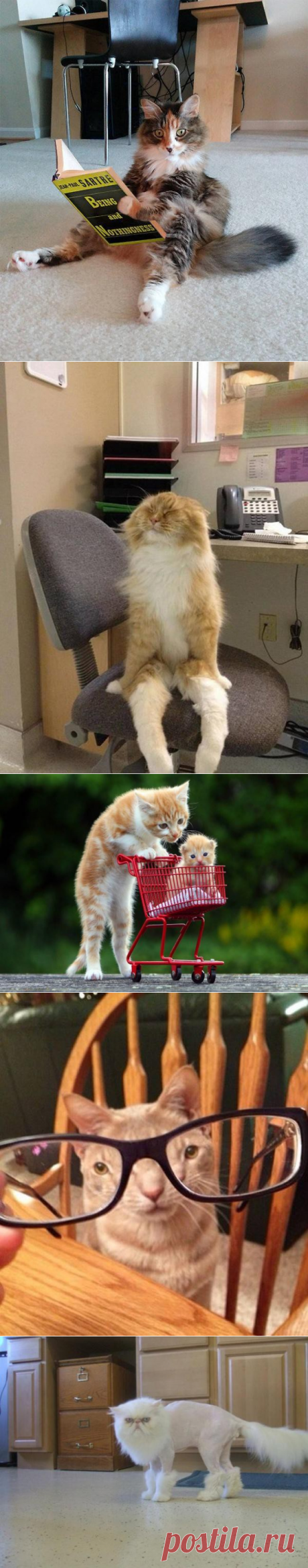 Маленький кото-позитивчик