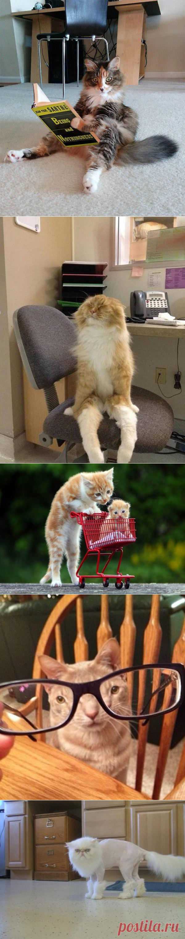 Маленький кото-позитивчик