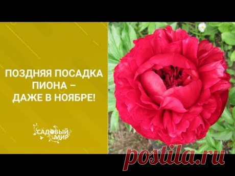 Поздняя посадка пиона – даже в ноябре!