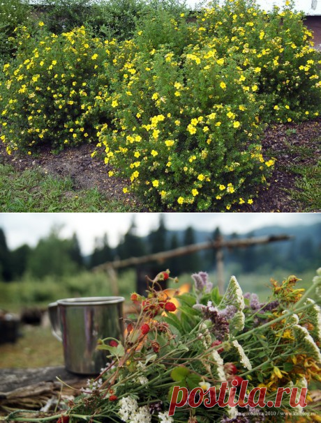 Выращивание лапчатки