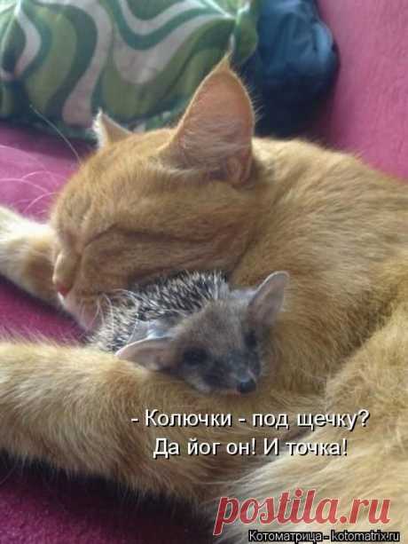 Лучшие котоматрицы недели / Питомцы