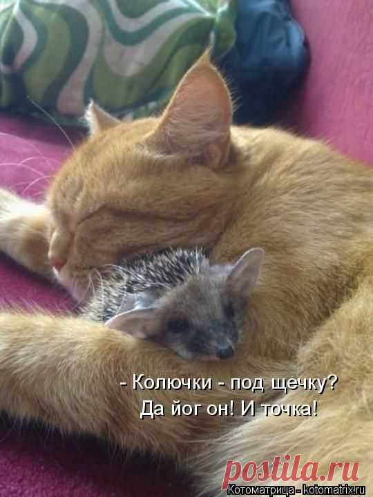 Лучшие котоматрицы недели / Питомцы