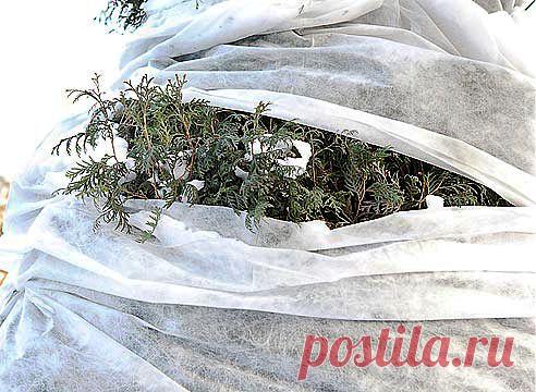 Хвойные: солнечный ожог на Supersadovnik.ru