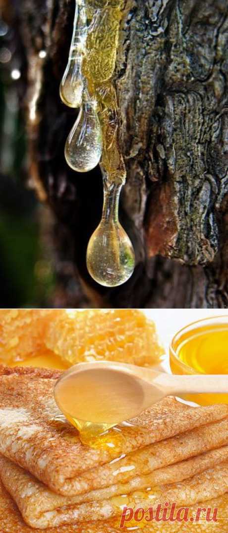 СЕКРЕТЫ ДРЕВЕСНОЙ ЖИВИЦЫ | Велемудр