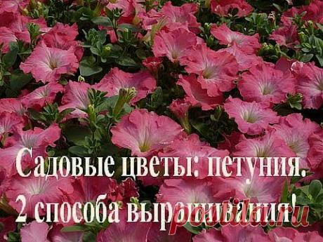 Садовые цветы петуния. 2 способа выращивания. - YouTube