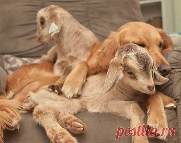 Собака уверена, что она – мать спасенных козлят!