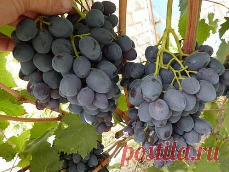 киш-миш Черный палец - Сайт vitalikgybanovsorta2013!