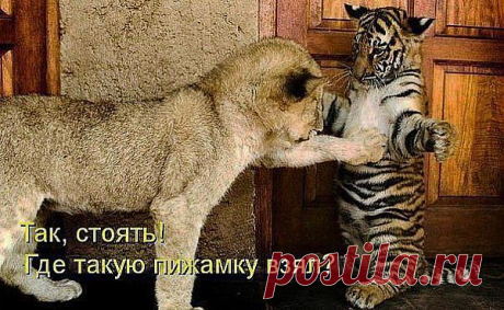ХОРОШ