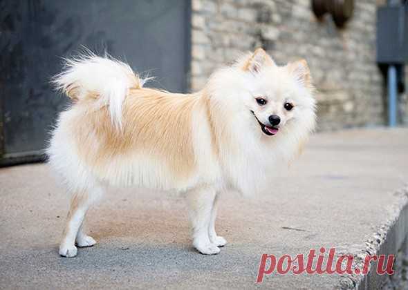 Самые долгоживущие породы собак - PetTips
