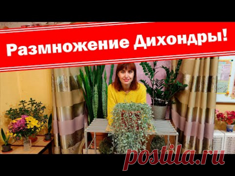 Серебристый водопад в вашем саду. Дихондра! Как размножить в домашних условиях без семян