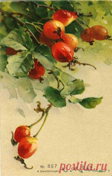 (300) - Photo de Les roses de C. Klein (peintre) (Cartes postales anciennes) - Mon jardin de roses anciennes | AuTumN LoVE