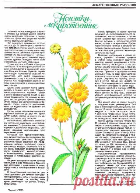 Календула (ноготки лекарственные)