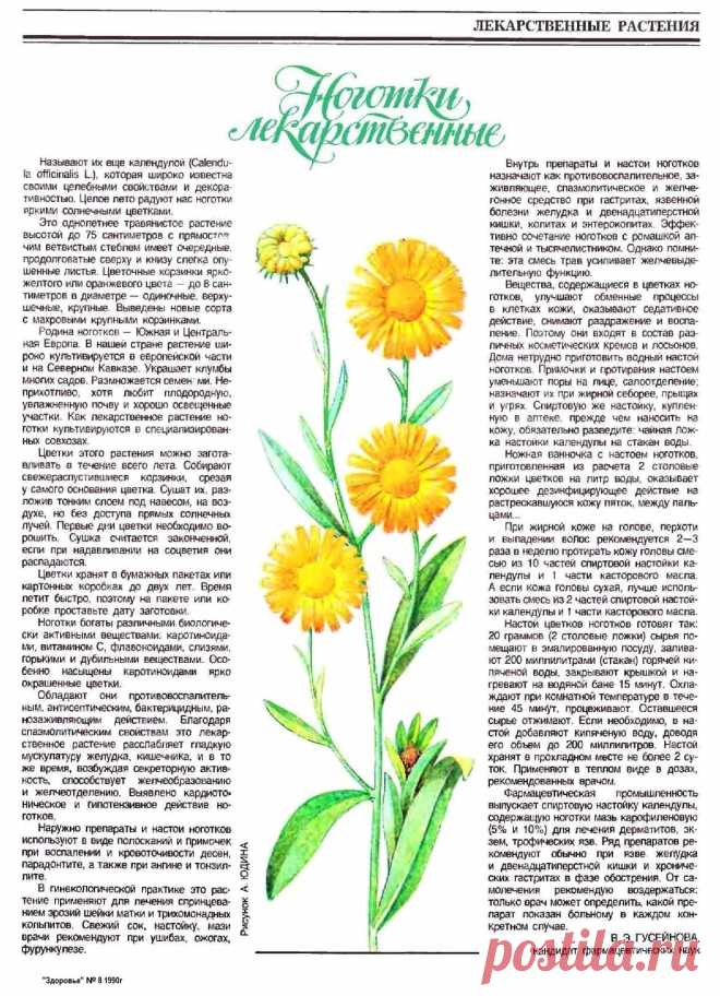 Календула (ноготки лекарственные)