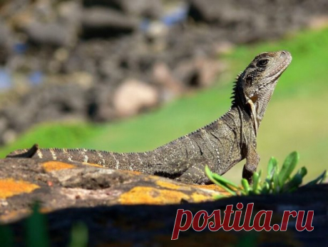 КТО РОДИЛСЯ СЕГОДНЯ?

 15 ноября
Ваш тотем Серая ящерица.