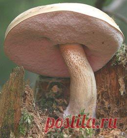 Ложный белый гриб или желчный гриб (горчак) (фото) - Несъедобные грибы