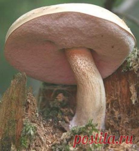 Ложный белый гриб или желчный гриб (горчак) (фото) - Несъедобные грибы