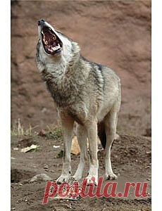 Никто не любит неприятности. Но иногда и от них бывает польза. Одну такую историю расскажет вам моя поучительная басня в стихах.