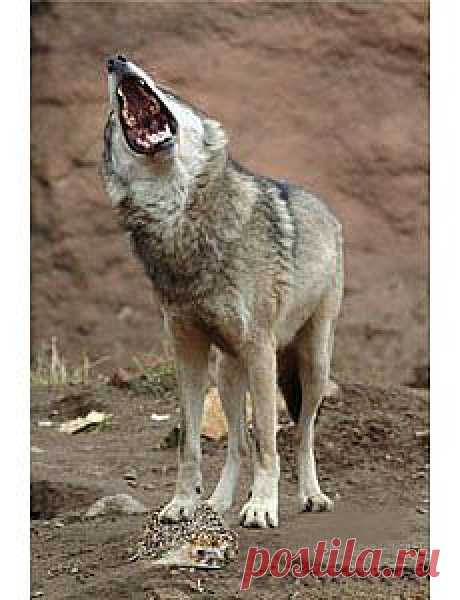 Никто не любит неприятности. Но иногда и от них бывает польза. Одну такую историю расскажет вам моя поучительная басня в стихах.