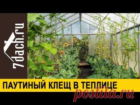 👩‍🌾 Паутинный клещ в теплице: что делать? Рецепты спасения - 7 дач