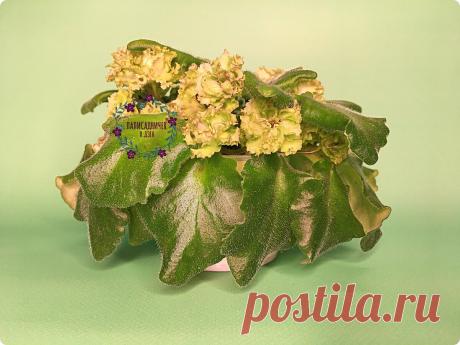 Листочки у фиалки "повисли"? Недолив — одна из возможных причин. Видео. | Палисадничек | Яндекс Дзен