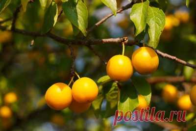 Вино из алычи в домашних условиях: 3 рецепта приготовления (+отзывы)