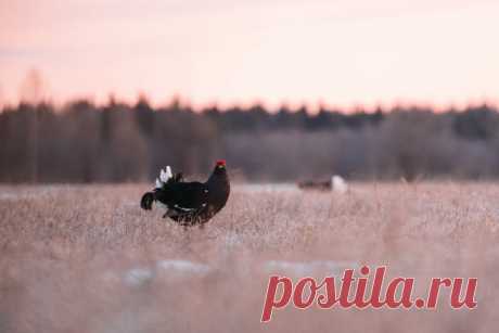 Тетерев, Национальный парк «Русский Север». Автор фото: Олег Шишкунов.