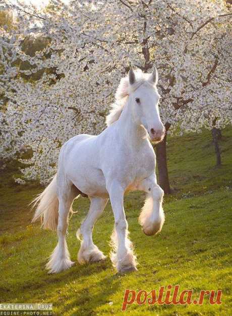tickled-fancy : Photo